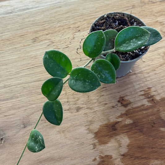 Hoya carnosa × serpens 'Mathilde Splash' Babypflanze | Wachsblume 'Mathilde Splash'
