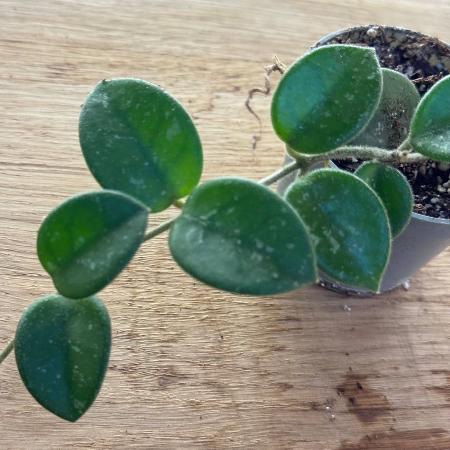 Hoya carnosa × serpens 'Mathilde Splash' Babypflanze | Wachsblume 'Mathilde Splash'