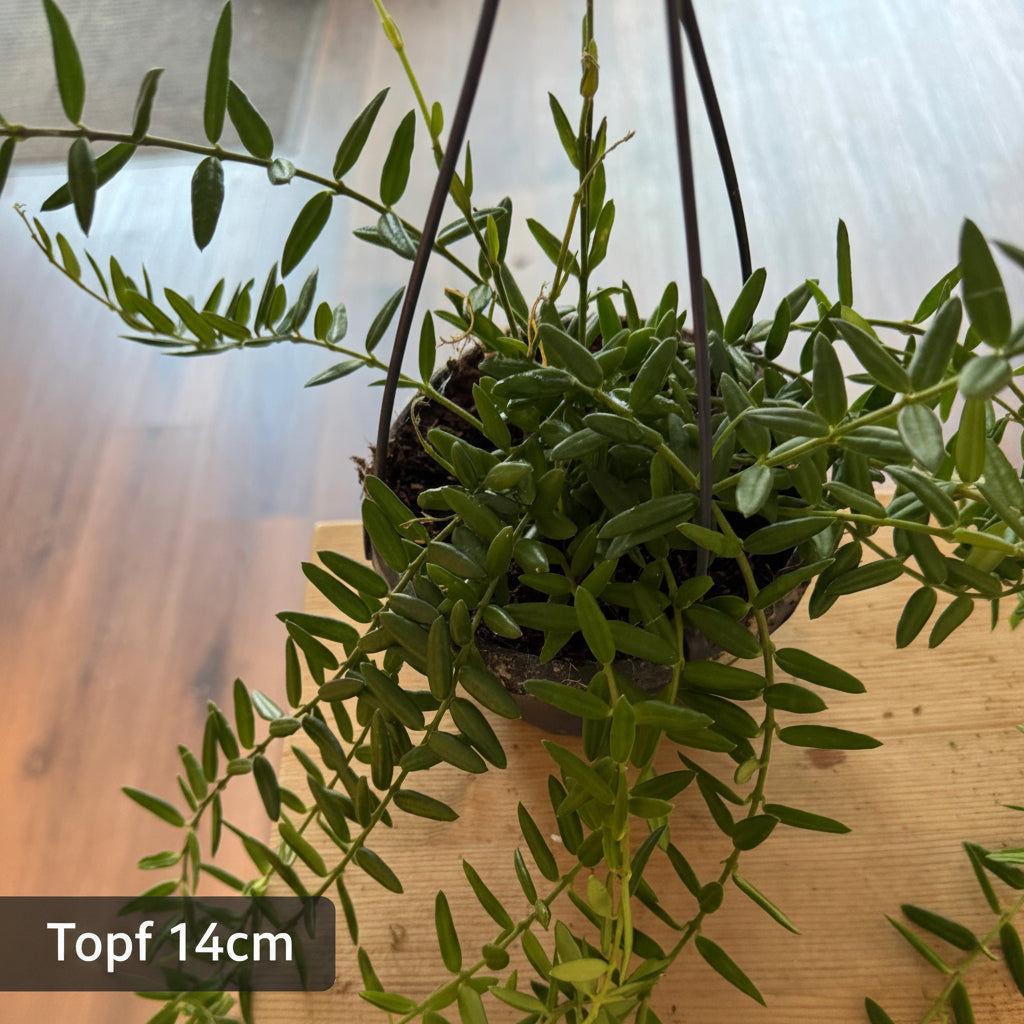 Topf 14cm