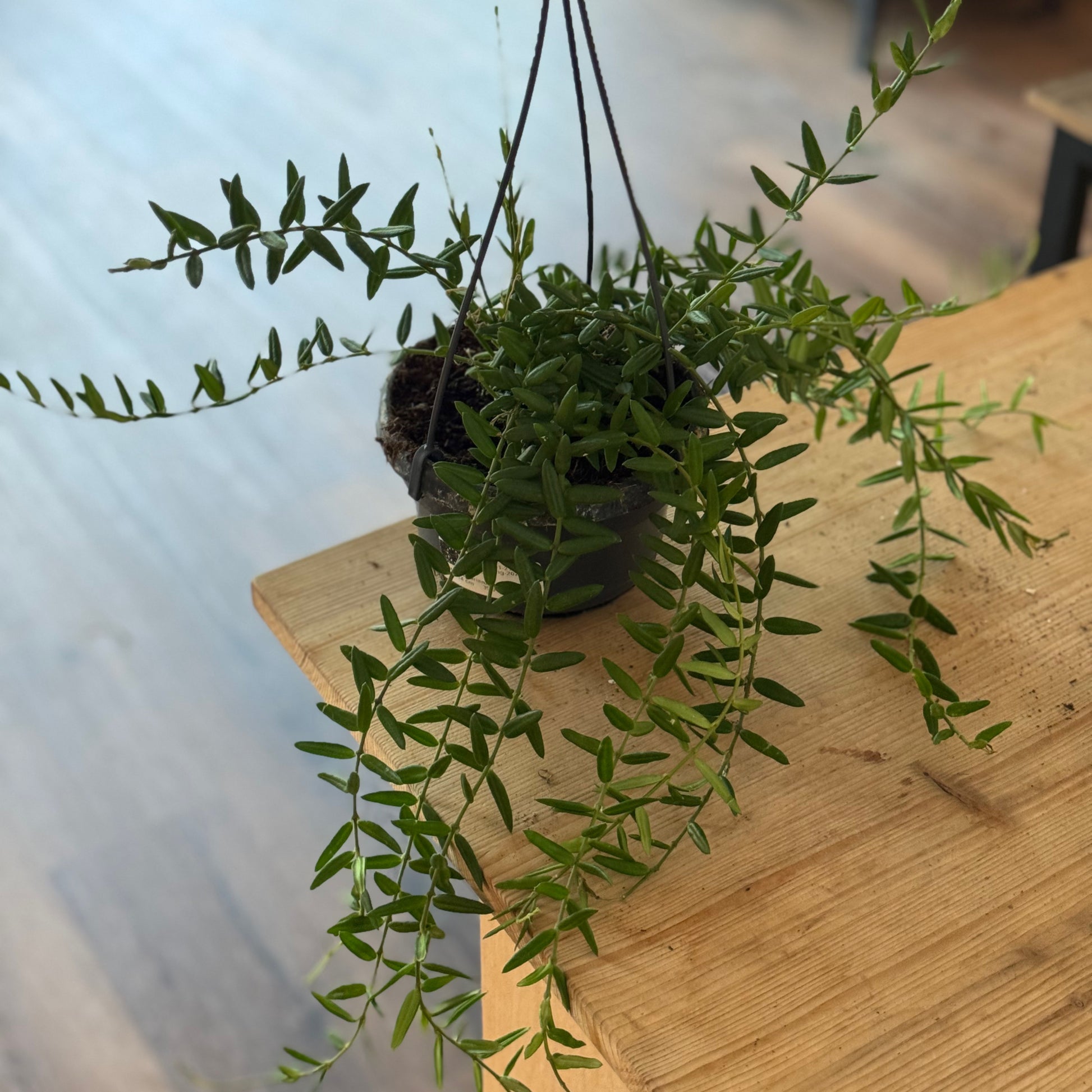 Topf 14cm