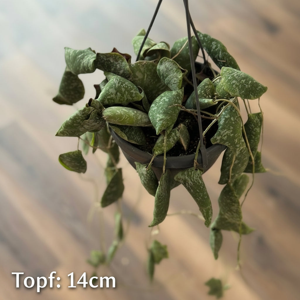 Topf: 14cm