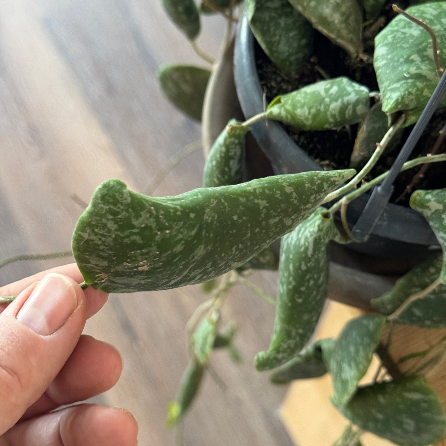 Topf: 14cm