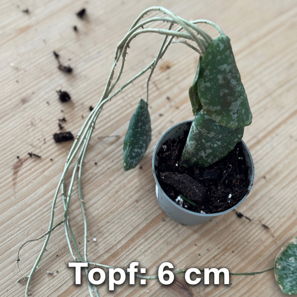 Topf: 6 cm