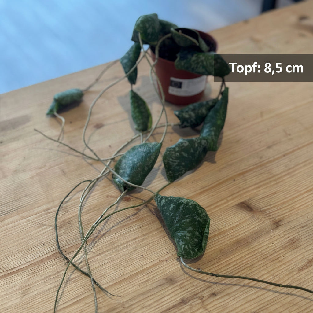 Topf: 8,5 cm