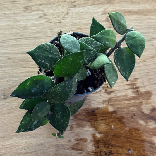 Hoya krohniana 'Splash' (Babypflanze)