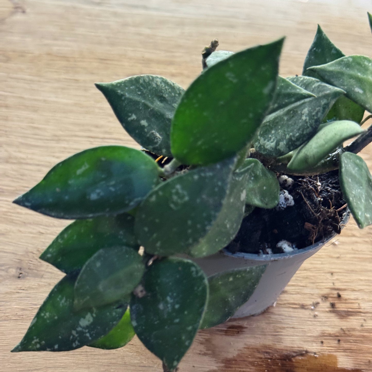 Hoya krohniana 'Splash' (Babypflanze)