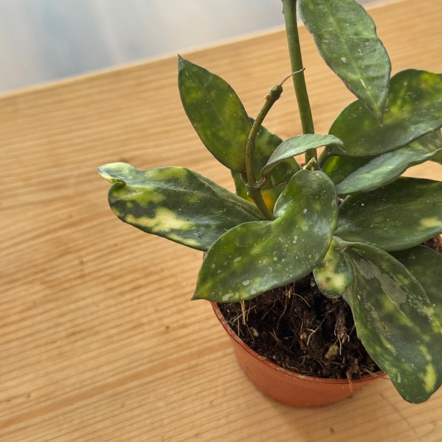 Hoya lacunosa 'Amarillo' | Wachsblume