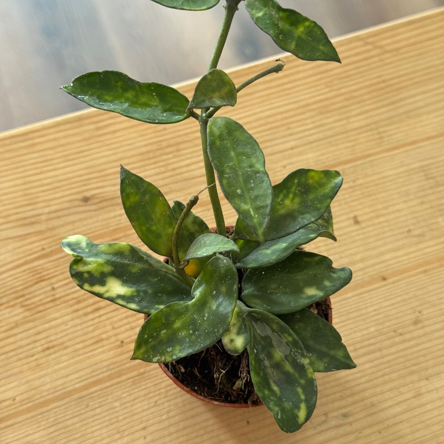 Hoya lacunosa 'Amarillo' | Wachsblume