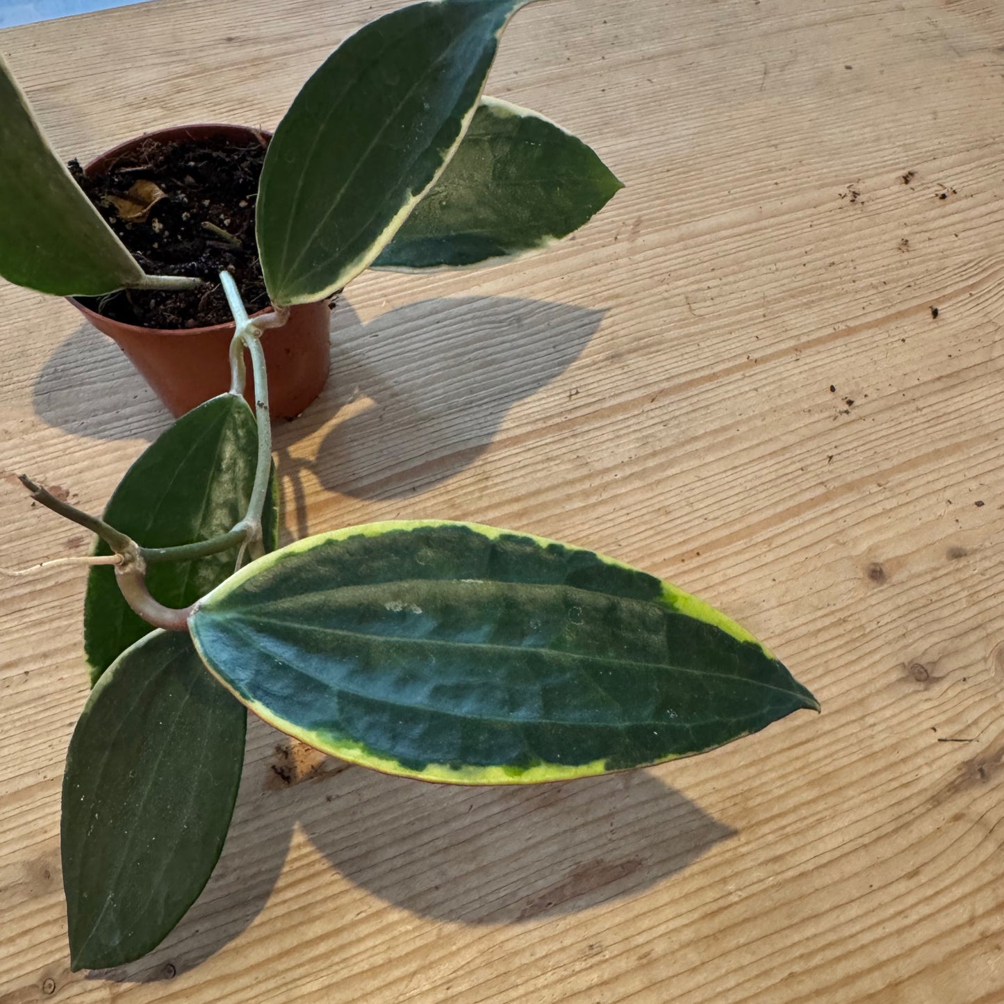 Hoya latifolia albomarginata „Star of Bali“ | Wachsblume