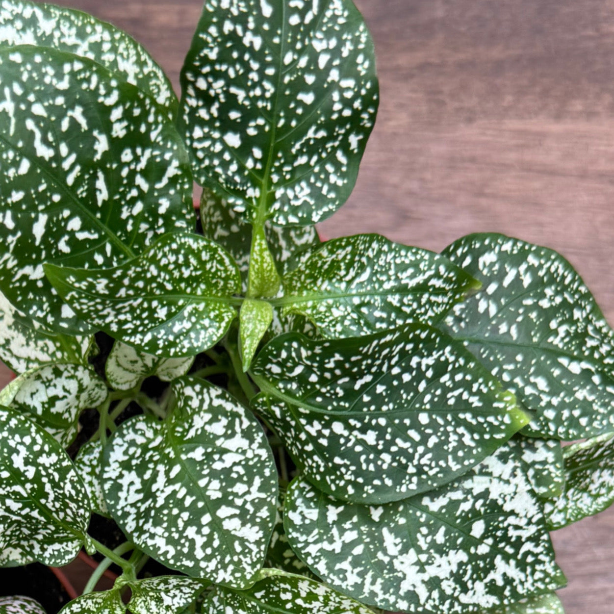 Hypoestes phyllostachya | Punktblume