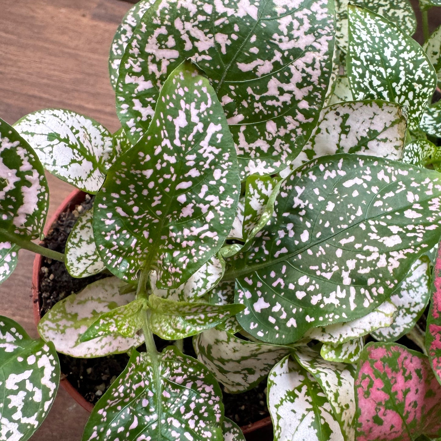 Hypoestes phyllostachya | Punktblume
