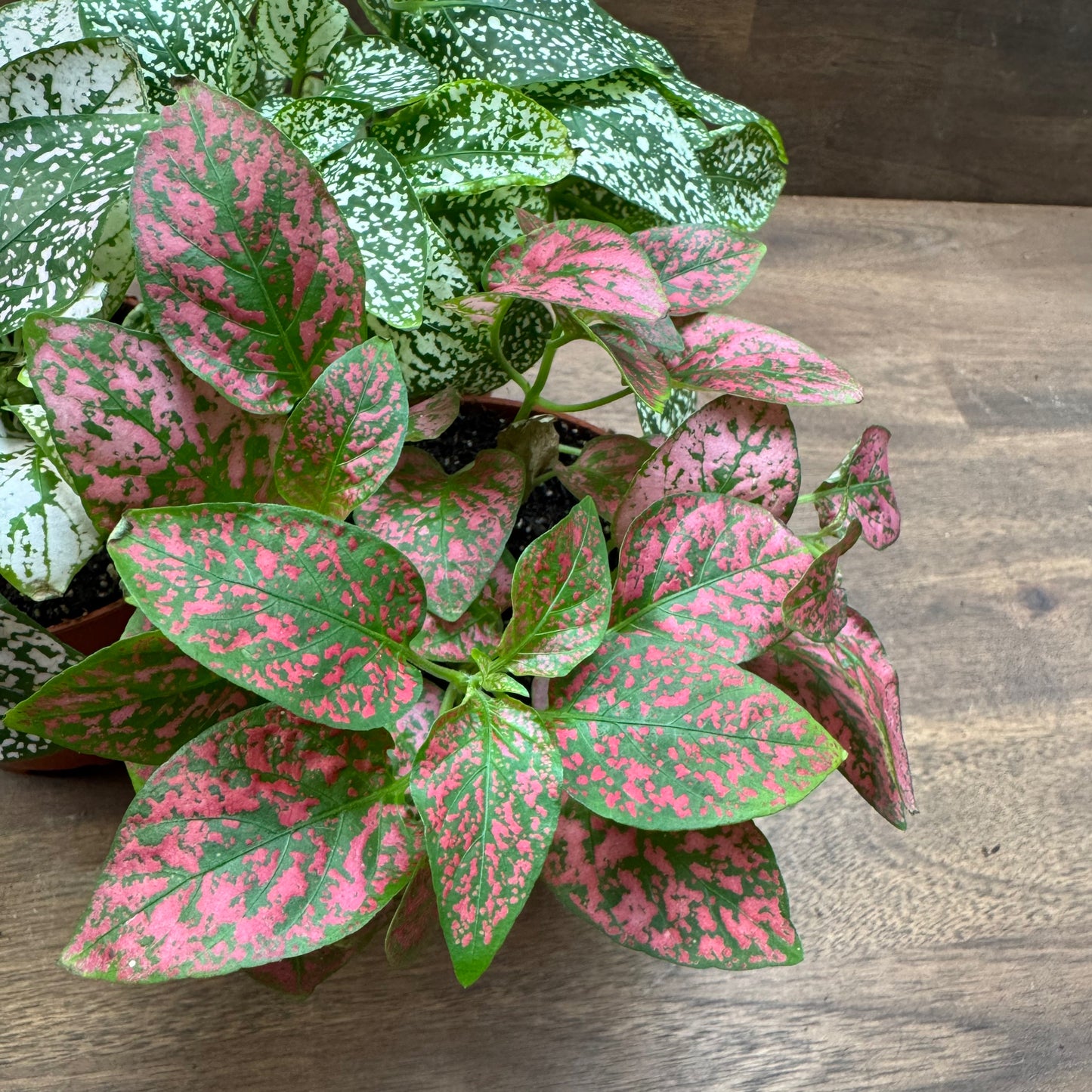 Hypoestes phyllostachya | Punktblume