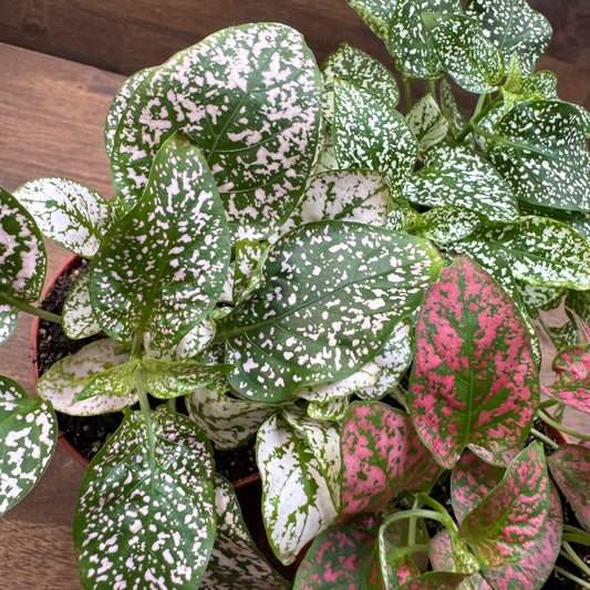 Hypoestes phyllostachya | Punktblume