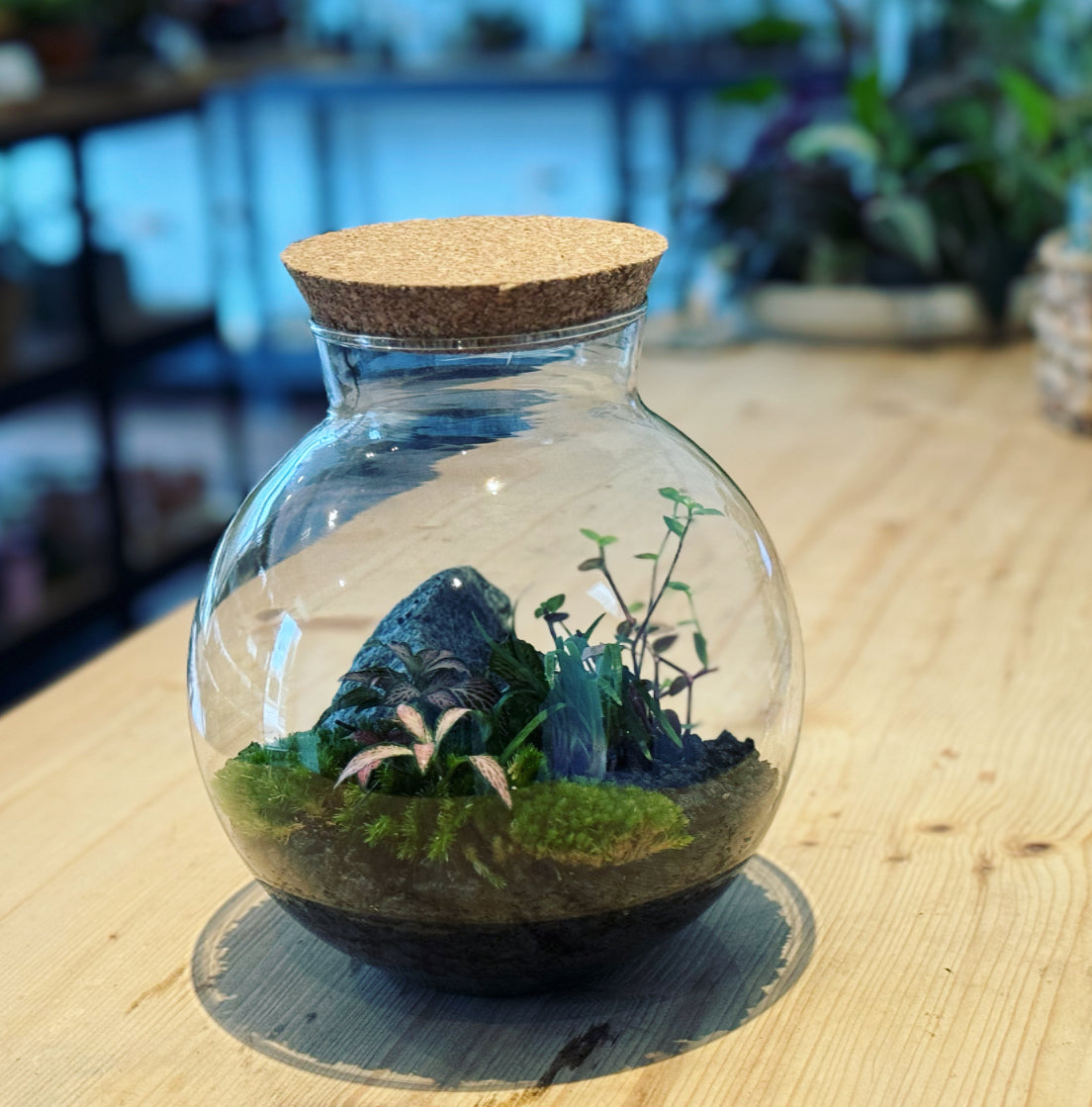 Flaschengarten ‚Plant Bowl - Schlangenbart‘ - DIY-Set