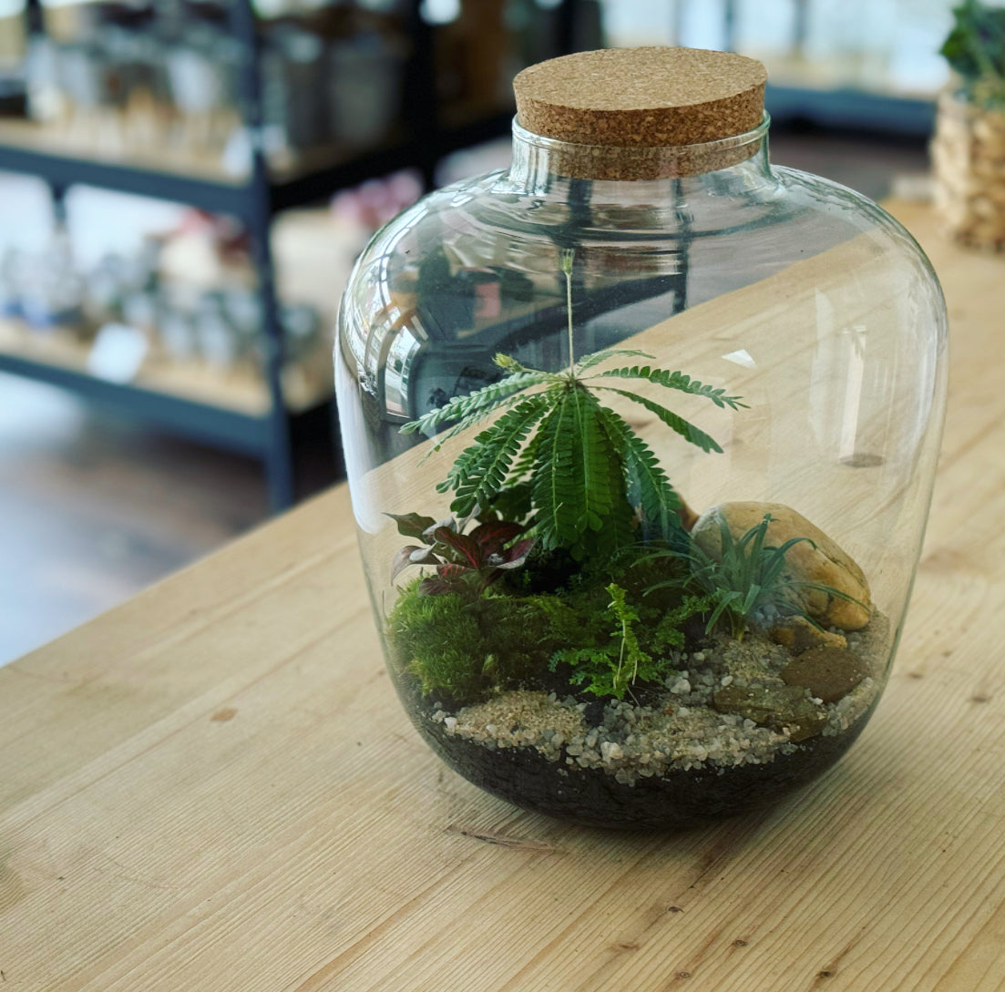 Flaschengarten ‚Biophythum‘ - DIY-Set – pflanzen-im-glas.de