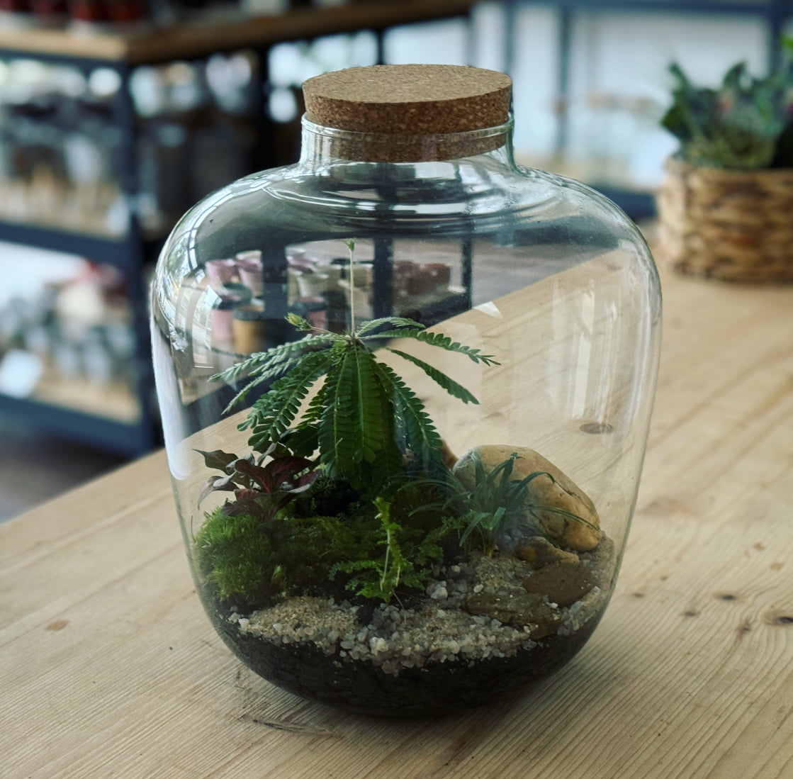 Flaschengarten ‚Biophythum‘ - DIY-Set – pflanzen-im-glas.de