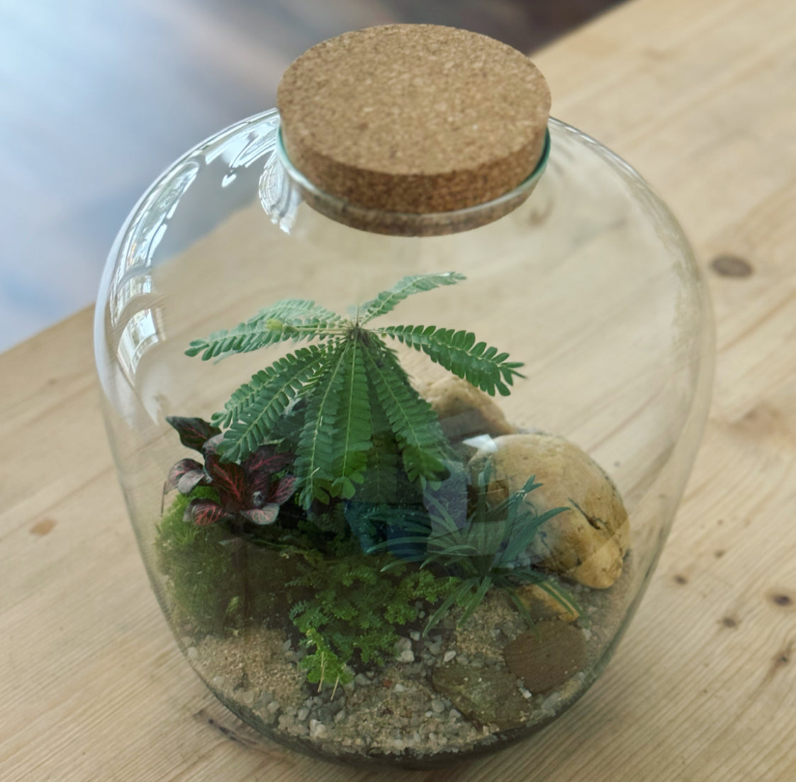 Flaschengarten ‚Biophythum‘ - DIY-Set – pflanzen-im-glas.de