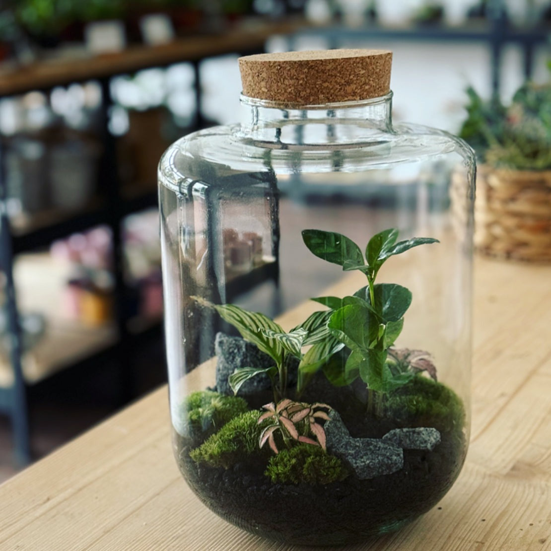 Flaschengarten ‚Goeppertia elliptica‘ - DIY-Set – pflanzen-im-glas.de