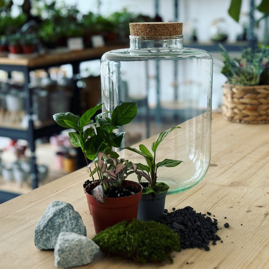 Flaschengarten ‚Goeppertia elliptica‘ - DIY-Set – pflanzen-im-glas.de