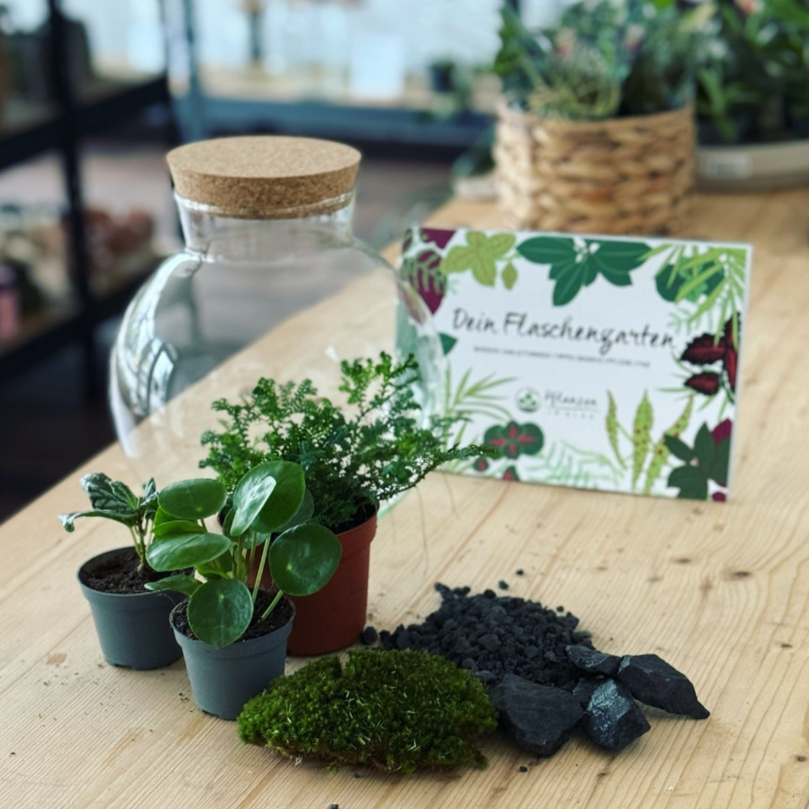 Flaschengarten ‚Plant Bowl - Glückstaler‘ - DIY-Set – pflanzen-im-glas.de
