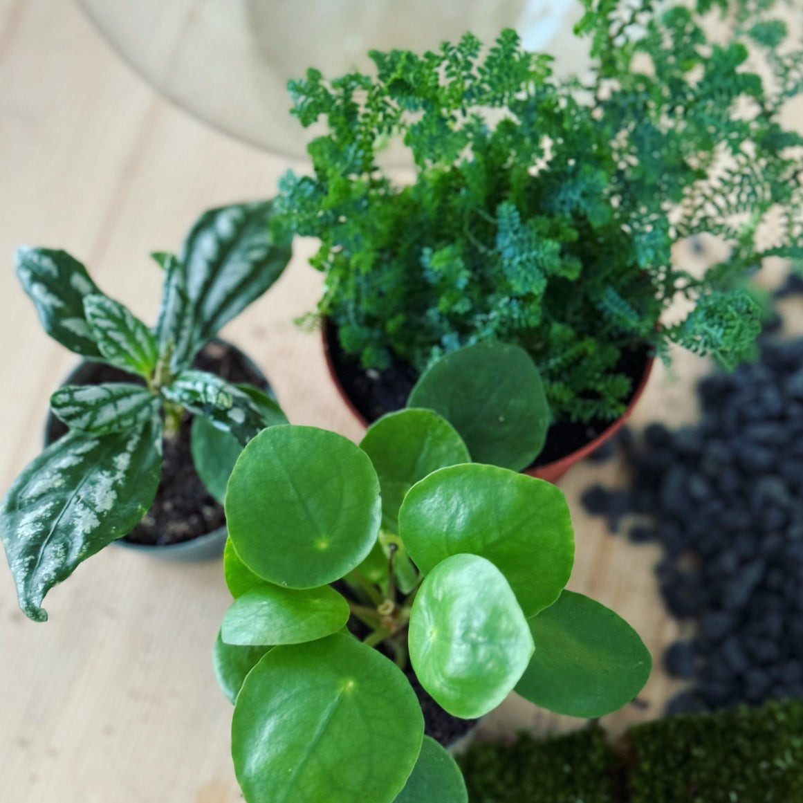 Flaschengarten ‚Plant Bowl - Glückstaler‘ - DIY-Set