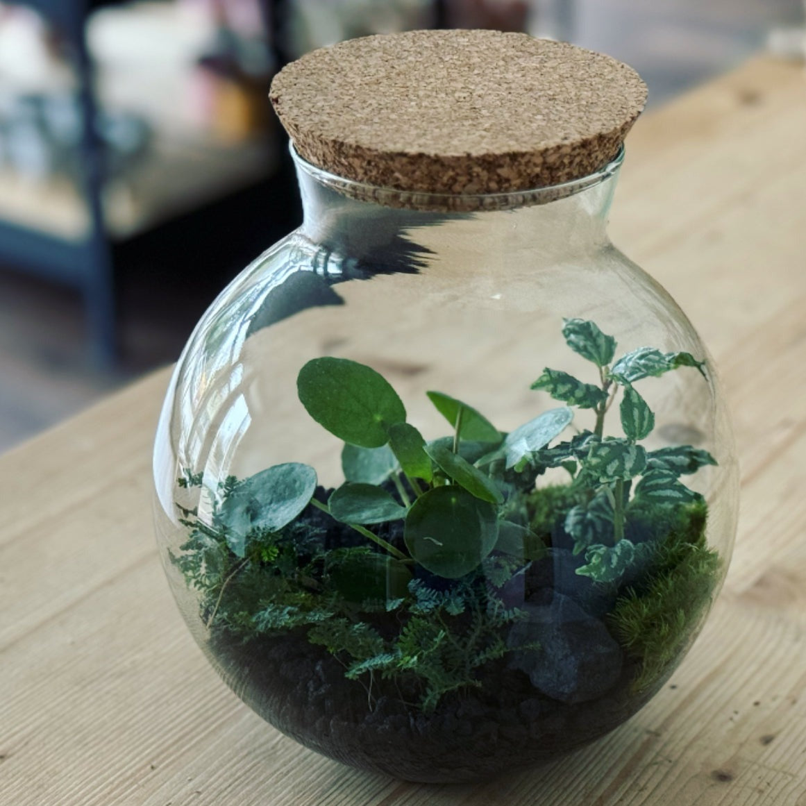 Flaschengarten ‚Plant Bowl - Glückstaler‘ - DIY-Set – pflanzen-im-glas.de