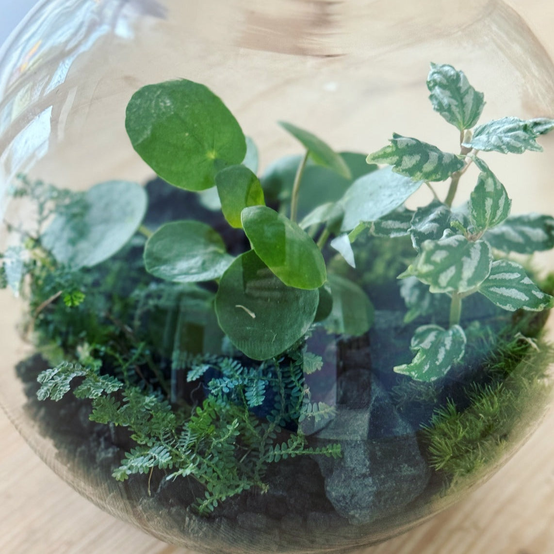 Flaschengarten ‚Plant Bowl - Glückstaler‘ - DIY-Set – pflanzen-im-glas.de