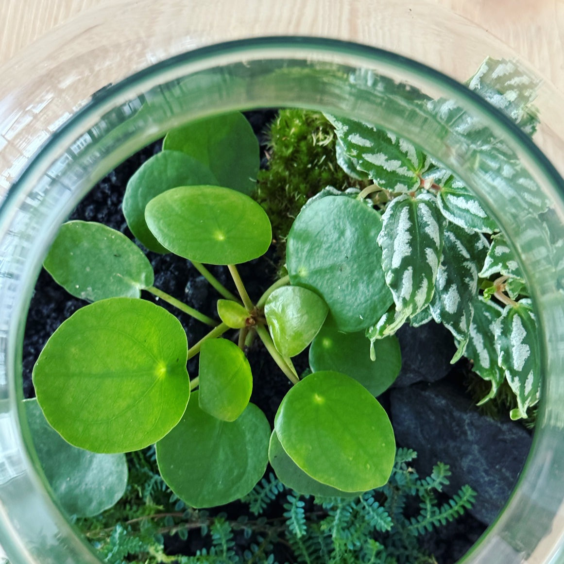 Flaschengarten ‚Plant Bowl - Glückstaler‘ - DIY-Set – pflanzen-im-glas.de