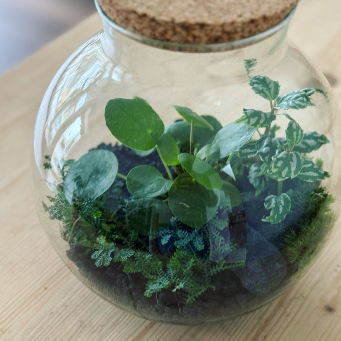 Flaschengarten ‚Plant Bowl - Glückstaler‘ - DIY-Set – pflanzen-im-glas.de