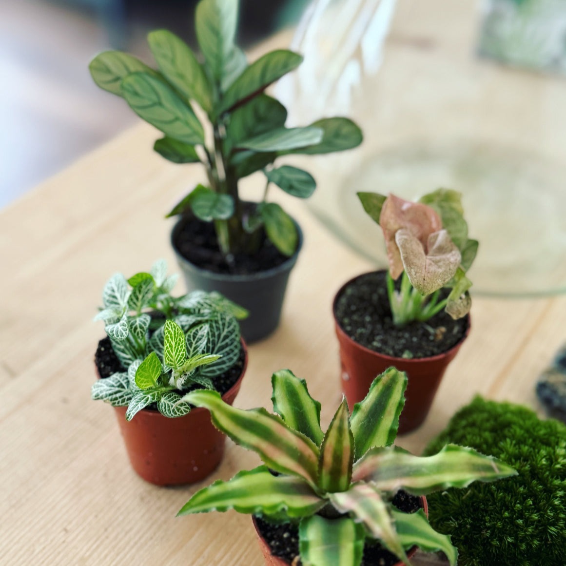 Flaschengarten DIY Set No3 Amagris – pflanzen-im-glas.de