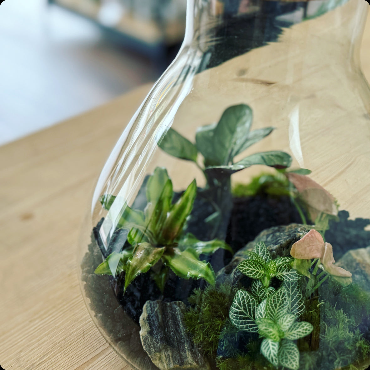 Flaschengarten DIY Set No3 Amagris – pflanzen-im-glas.de