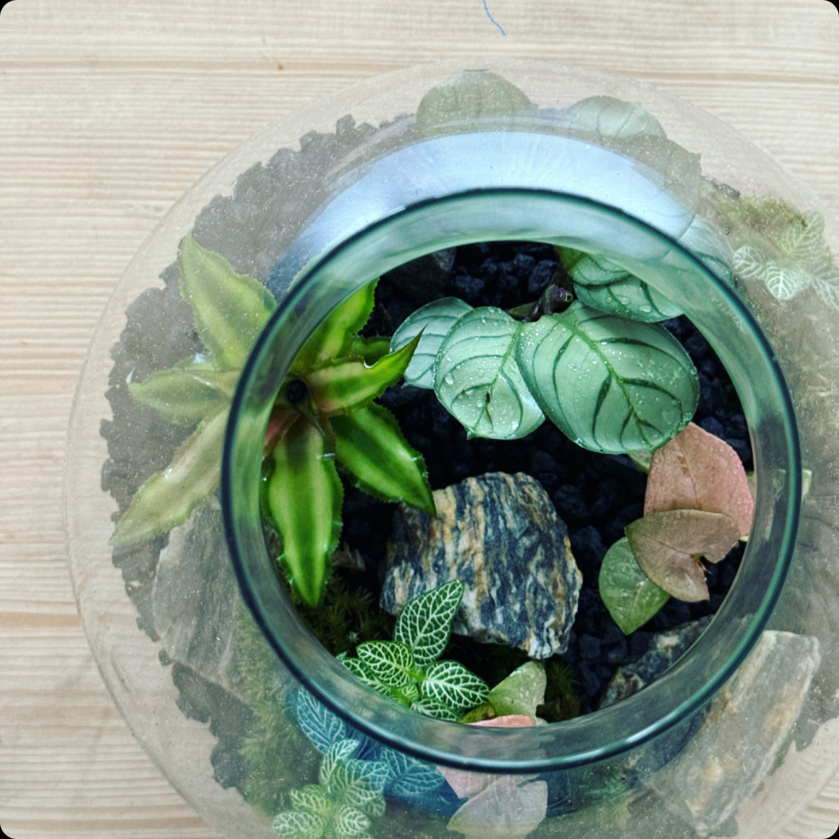 Flaschengarten DIY Set No3 Amagris – pflanzen-im-glas.de