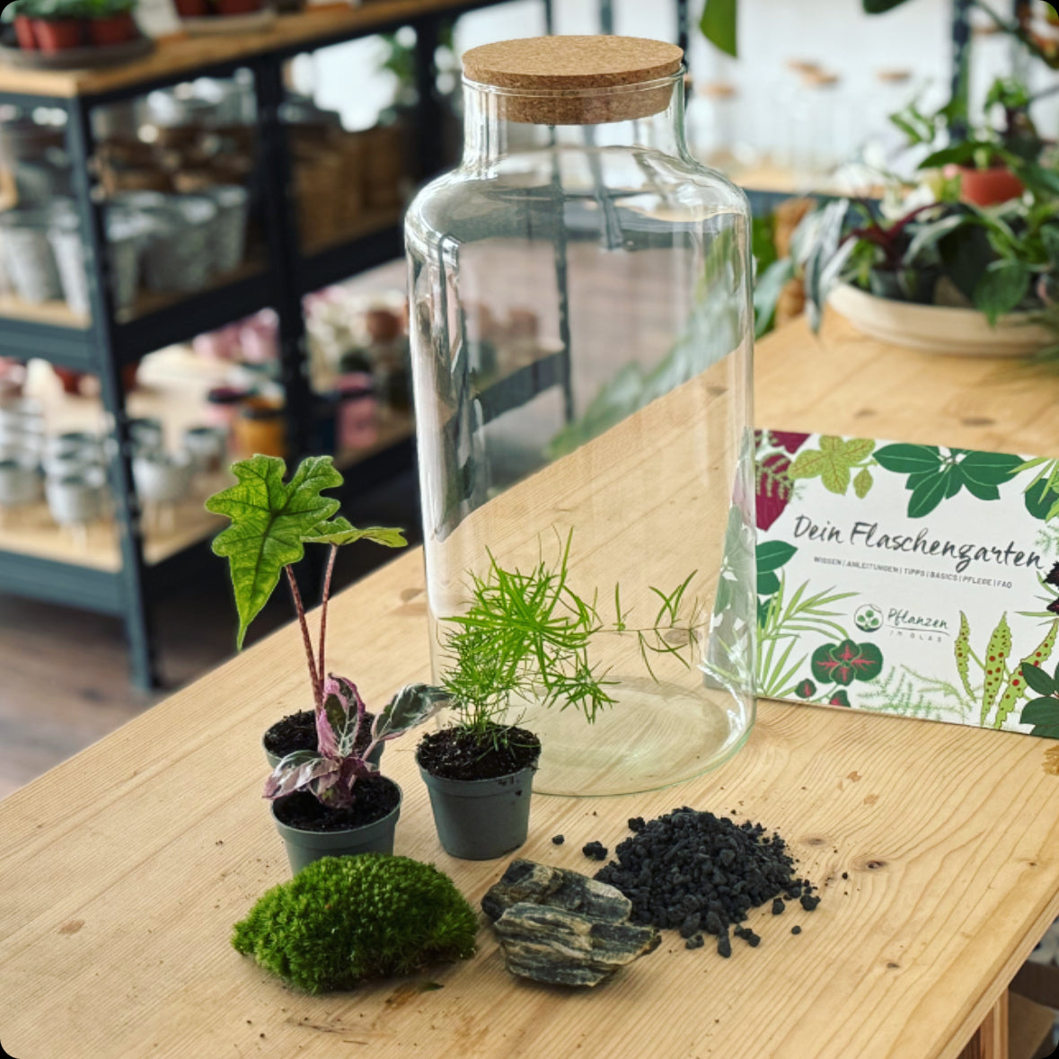 Flaschengarten DIY Set No2 Jacklyn – pflanzen-im-glas.de
