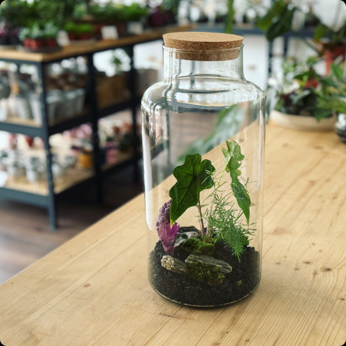 Flaschengarten DIY Set No2 Jacklyn – pflanzen-im-glas.de