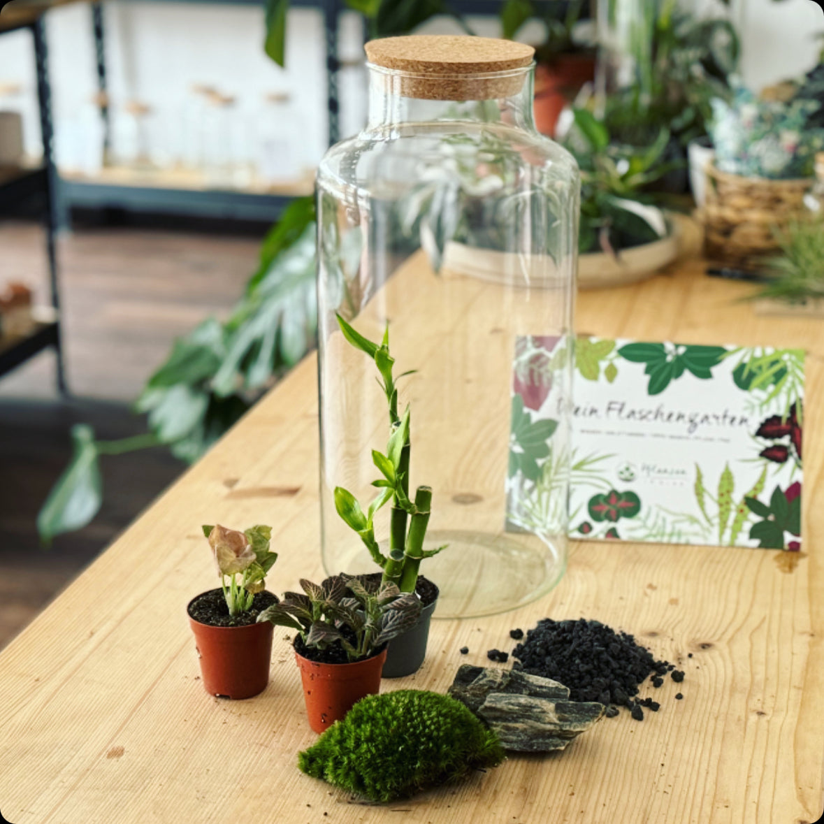 Flaschengarten DIY Set No1 Glücksbambus – pflanzen-im-glas.de