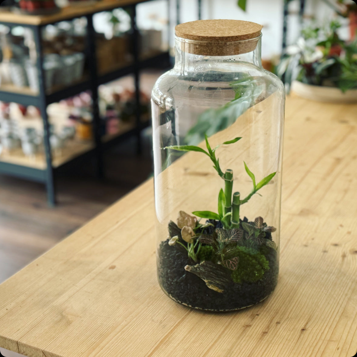 Flaschengarten DIY Set No1 Glücksbambus – pflanzen-im-glas.de