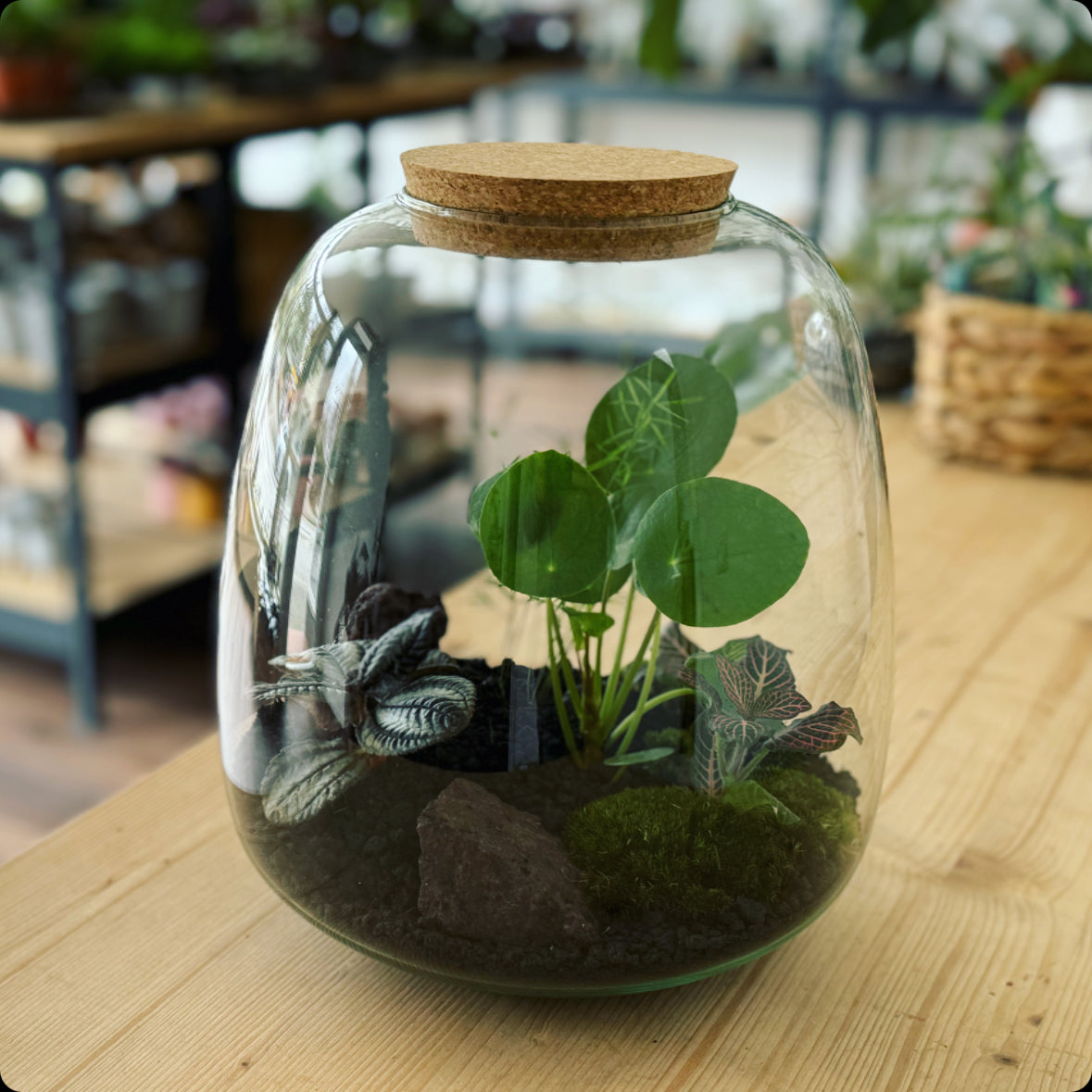 Flaschengarten DIY Set No4 Ufopflanze – pflanzen-im-glas.de