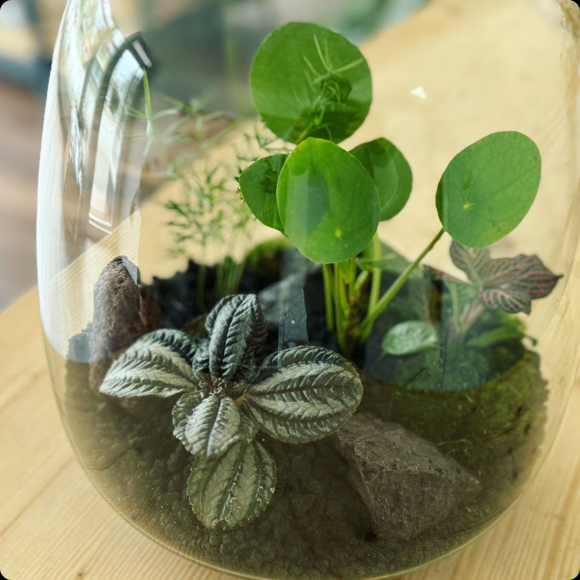 Flaschengarten DIY Set No4 Ufopflanze – pflanzen-im-glas.de
