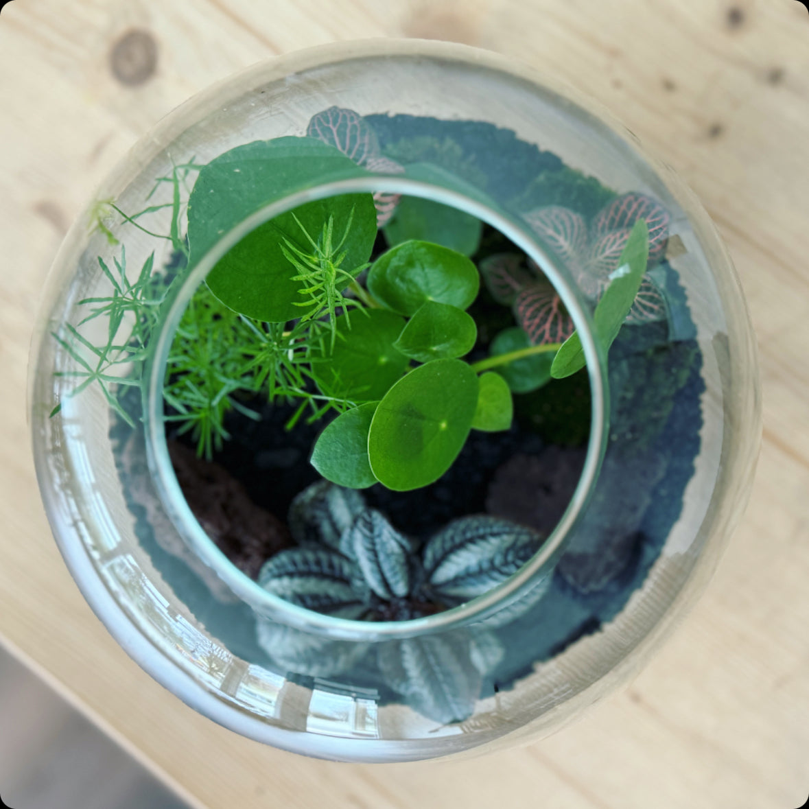 Flaschengarten DIY Set No4 Ufopflanze – pflanzen-im-glas.de