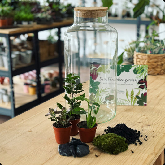 Flaschengarten DIY-Sets – Page 2 – pflanzen-im-glas.de