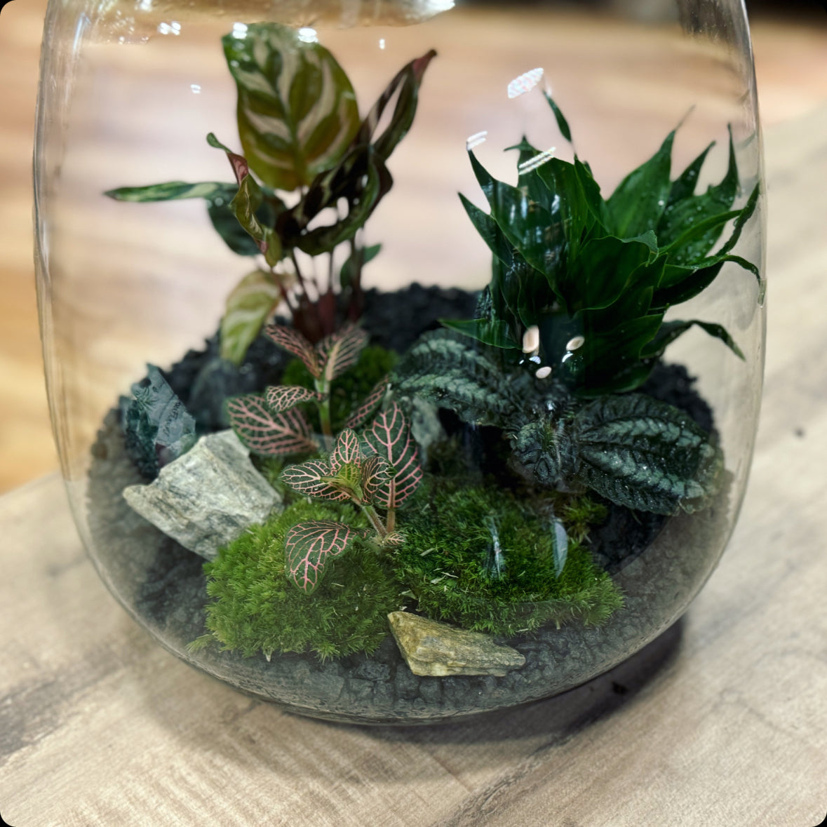 Flaschengarten DIY Set No7 Calathea Makoyana – pflanzen-im-glas.de