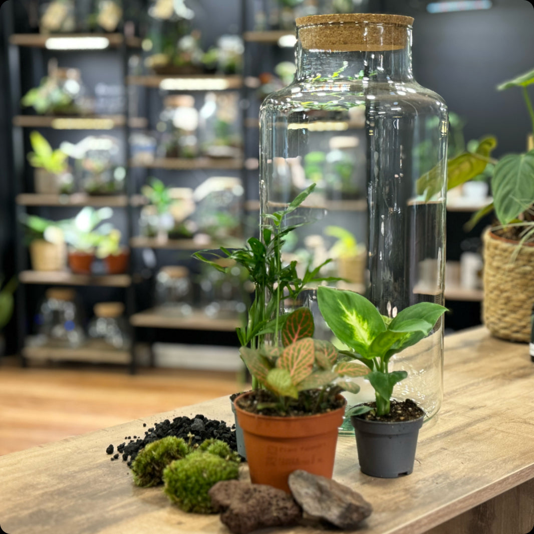 Pflanzen im Glas der Flaschengarten Shop! pflanzenimglas.de