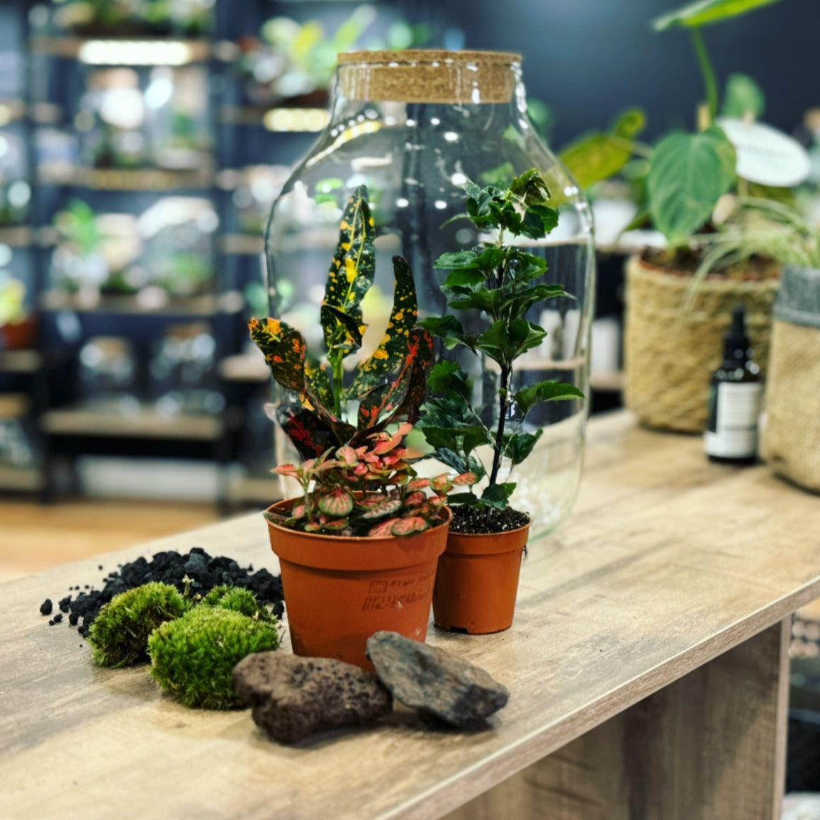 Flaschengarten DIY Set No9 Codiaeum 'Bush on Fire' x Plerandra 'Gemini ...