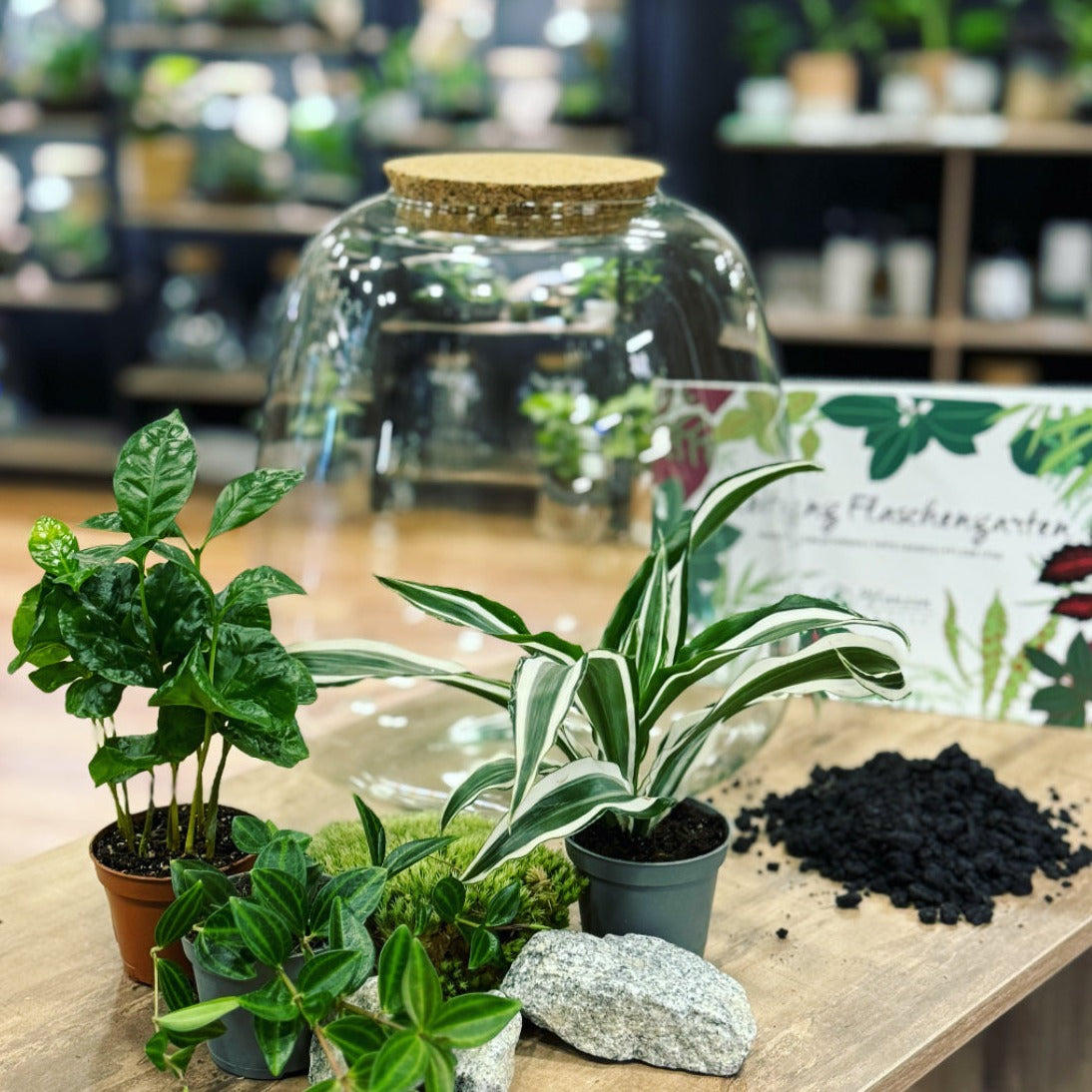 Flaschengarten DIY Set No10 Dracaena x Coffea x Peperomia angulata ...
