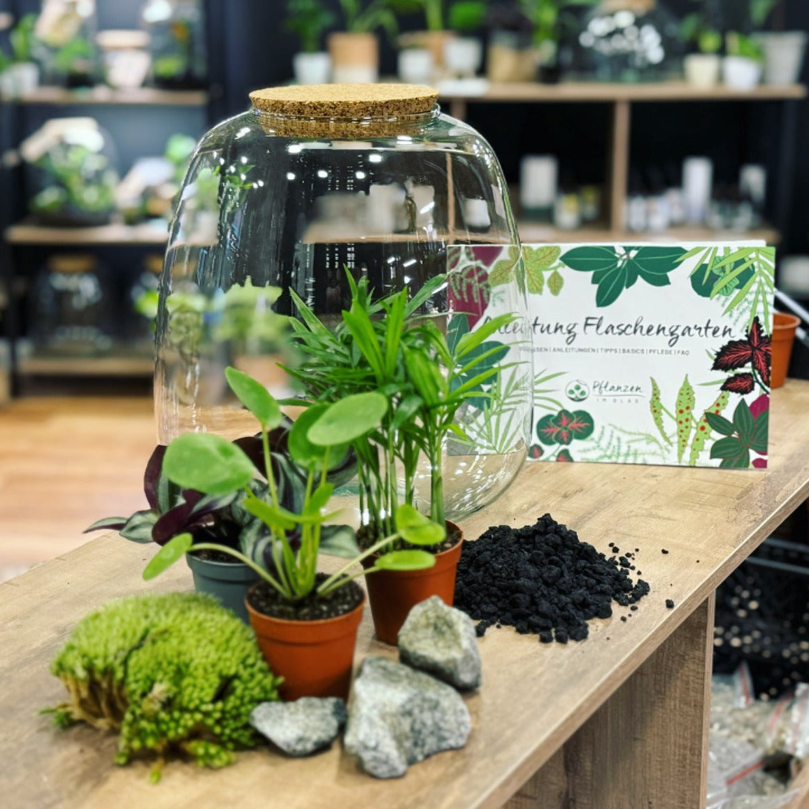 Flaschengarten DIY Set No11 Pilea peperomioides x Chamaedorea elegans ...