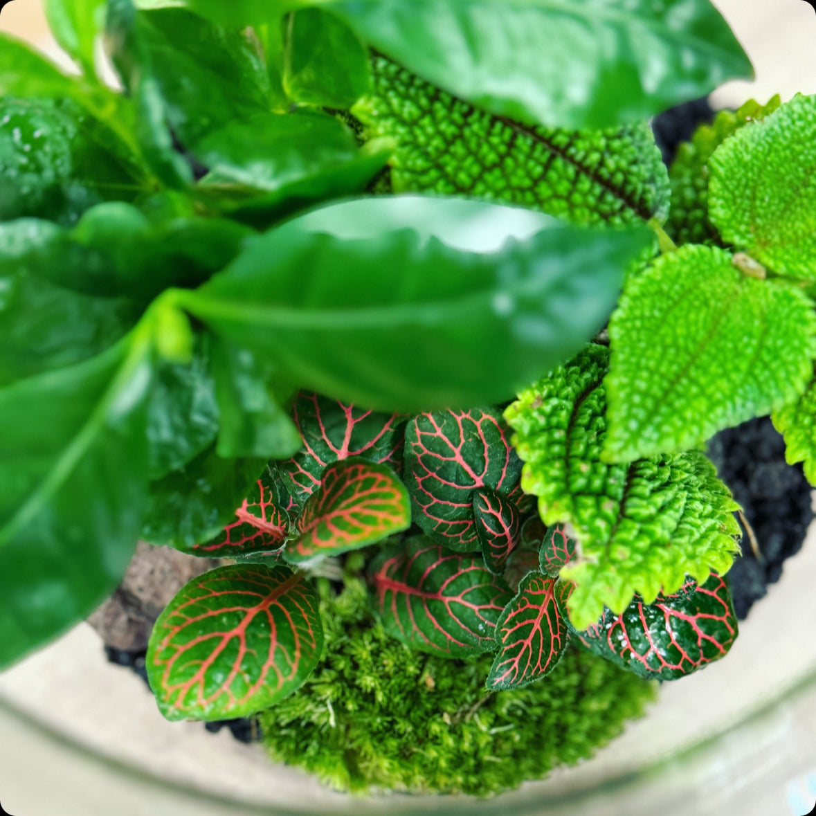 Flaschengarten DIY Set No14 Coffea arabica x Pilea 'Moon Valley'  x Fittonia 'Mini Red Star'