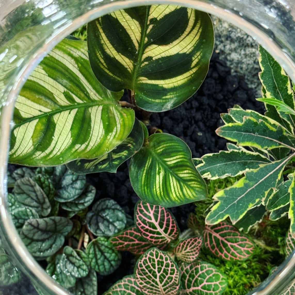 Flaschengarten DIY Set No15 Calathea makoyana x Plerandra 'Bianca' x Peperomia 'Greyhound' x Fittonia