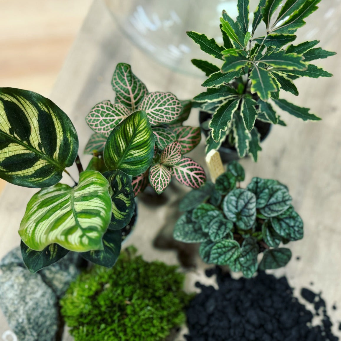 Flaschengarten DIY Set No15 Calathea makoyana x Plerandra 'Bianca' x Peperomia 'Greyhound' x Fittonia