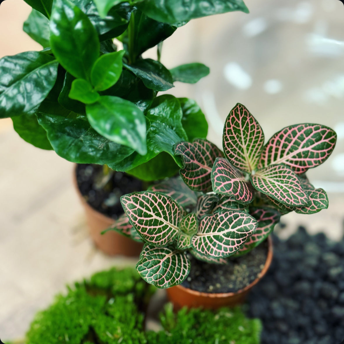 Flaschengarten DIY Set No16 Coffea arabica x Fittonia 'Mini Roze'