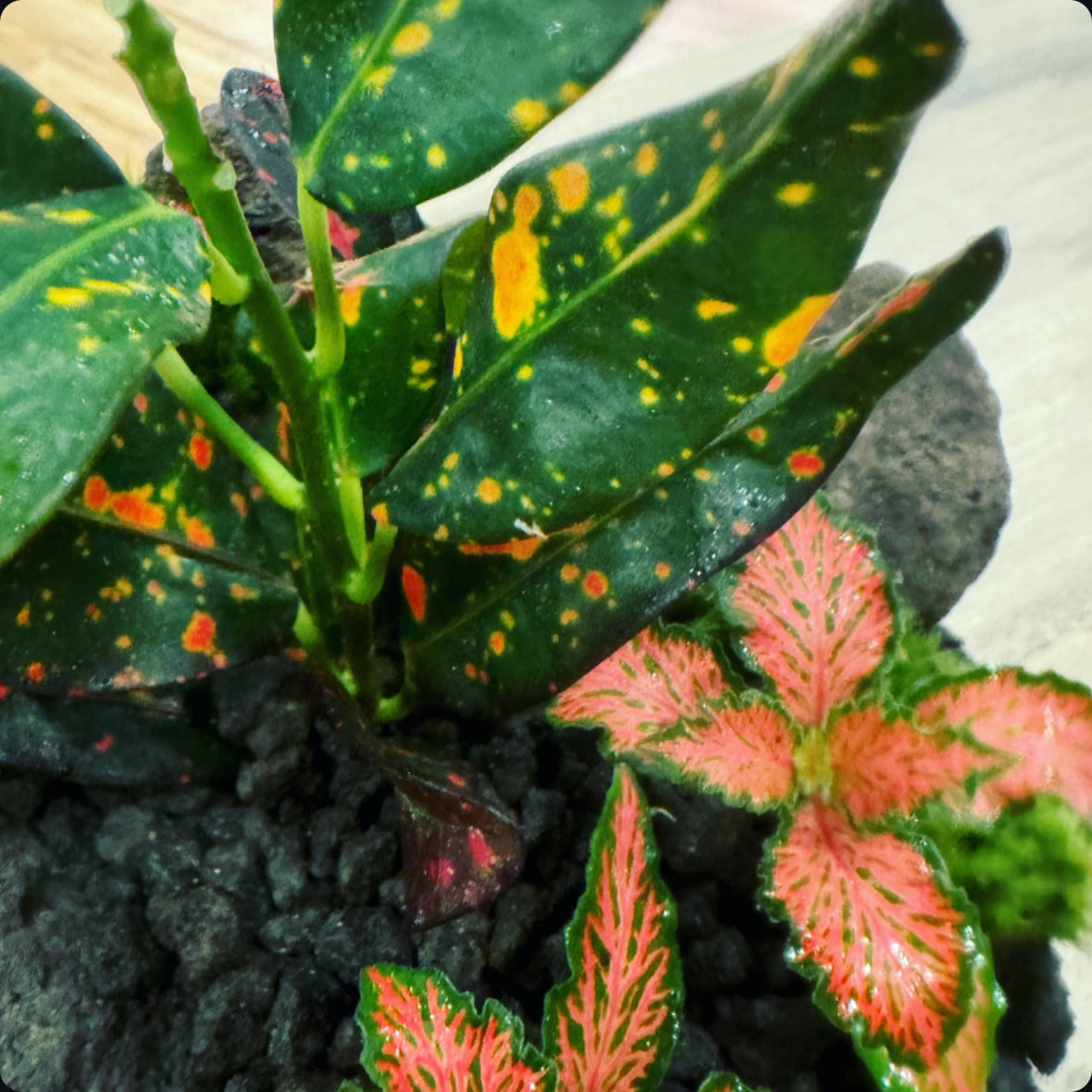 Flaschengarten DIY Set No17 Codiaeum 'Bush on Fire' x Fittonia 'Mosaic Tiger'